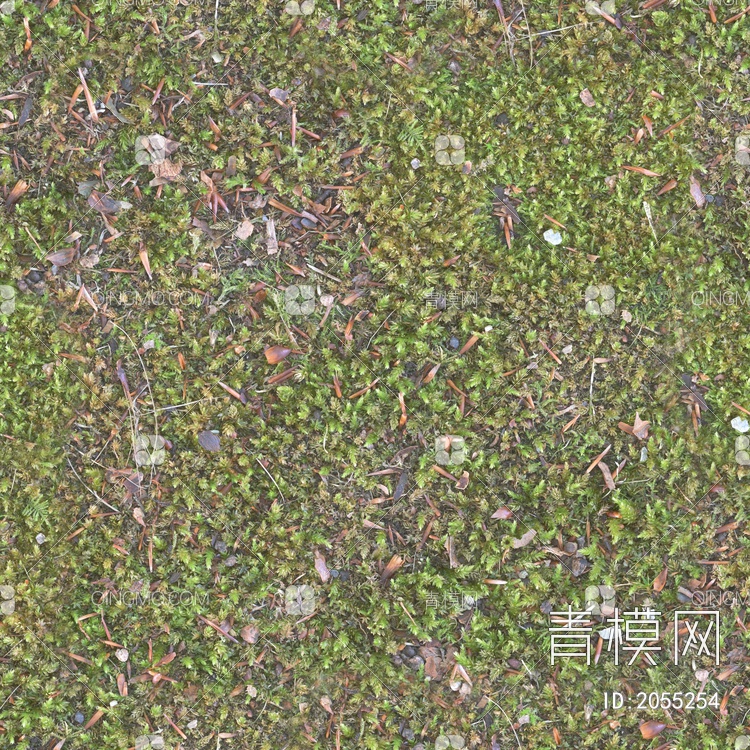 地面，苔藓、杂草、绿色贴图下载【ID:2055254】