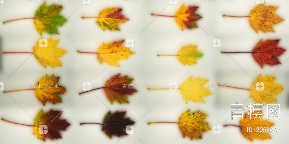 棕色，秋天，森林，集合，叶子，红色，黄色贴图下载【ID:2055263】