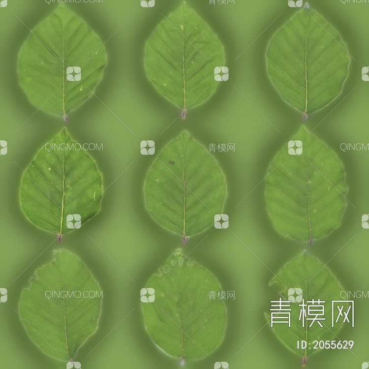 绿色，叶子，集合，光贴图下载【ID:2055629】