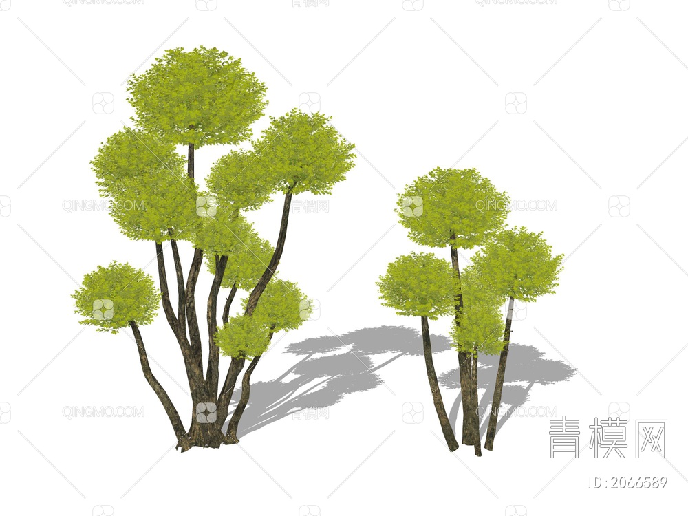 造型亮晶女贞景观植物造型树棒棒糖树SU模型下载【ID:2066589】