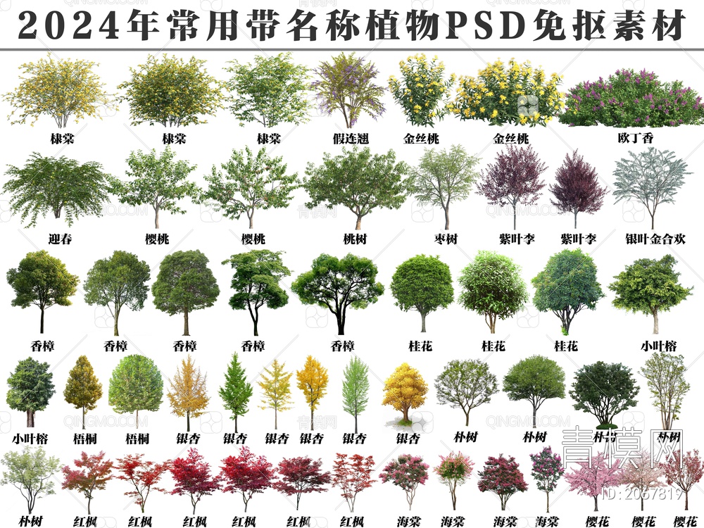 2024年常用带名称植物PSD免抠素材psd下载【ID:2067819】