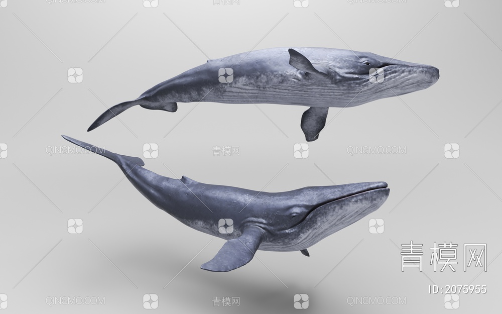 鲸鱼3D模型下载【ID:2075955】