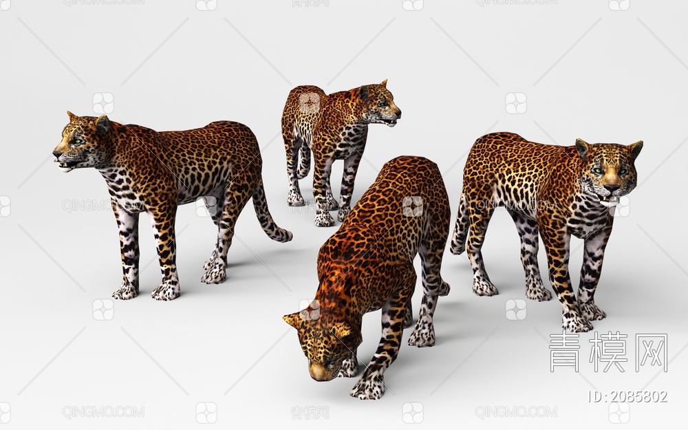 豹   非洲豹3D模型下载【ID:2085802】