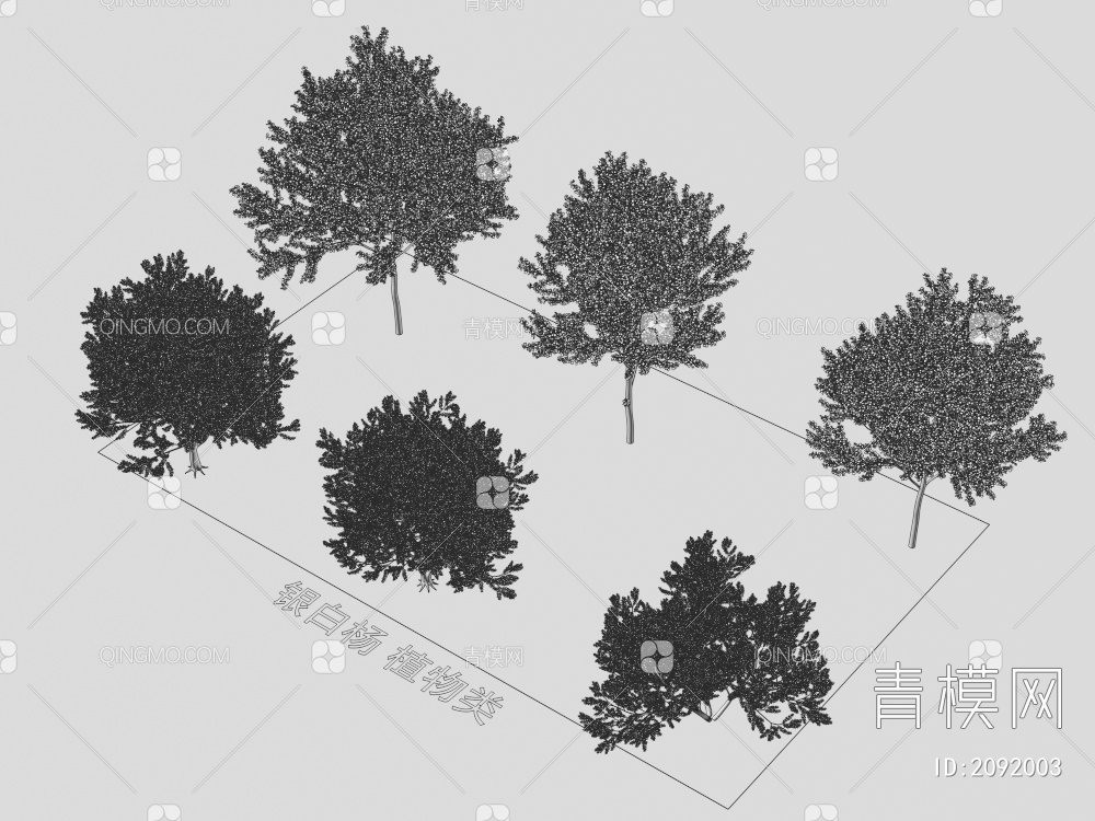 银白杨 植物类3D模型下载【ID:2092003】