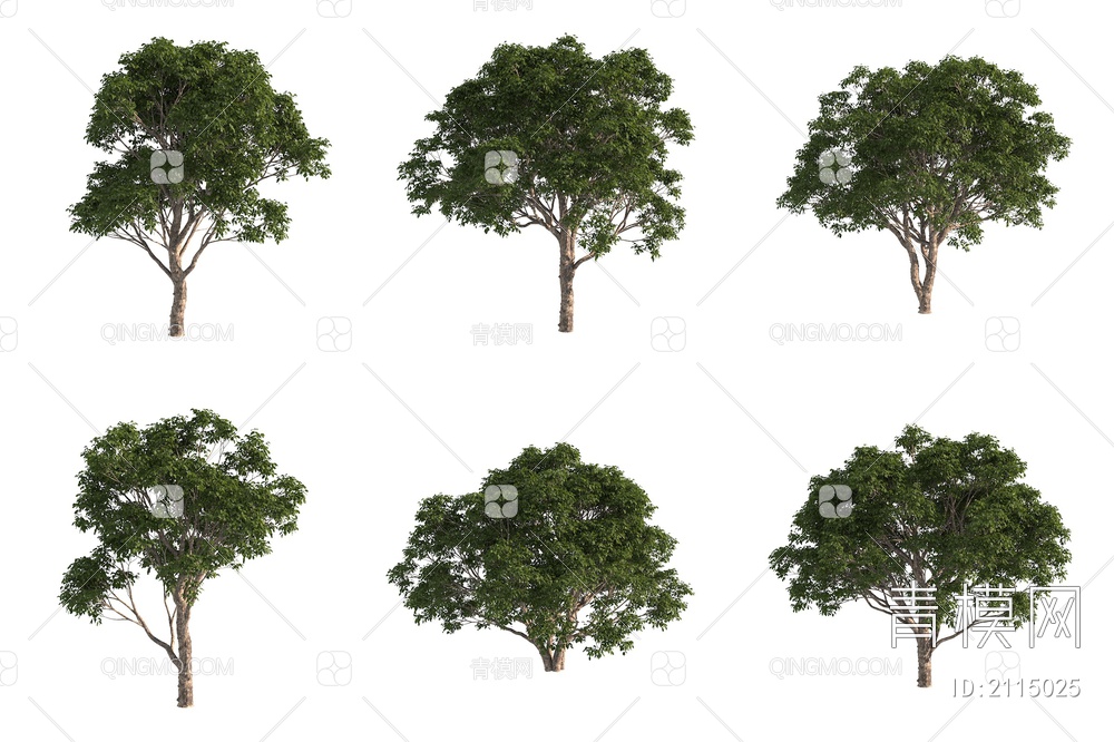 澳洲巨盘木 景观树 植物3D模型下载【ID:2115025】