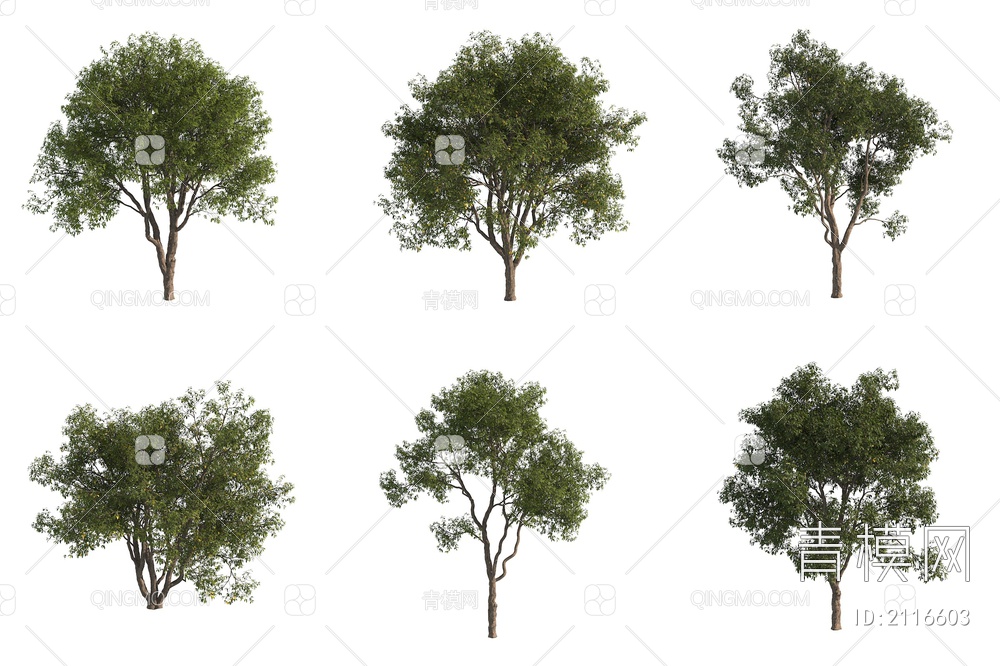 长梗美登木 梗美登木 大树 行道树 景观树3D模型下载【ID:2116603】