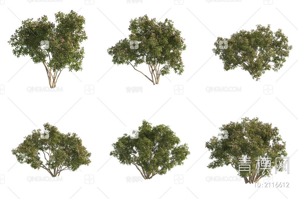 金边瑞香 蓬莱花风流树 景观树 灌木3D模型下载【ID:2116612】