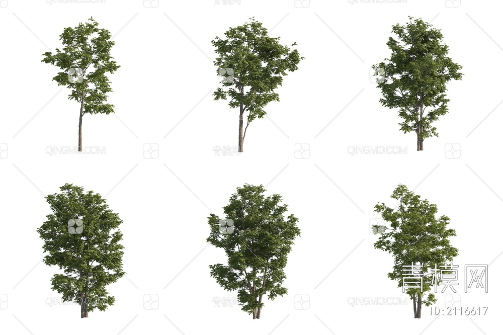 绒毛梣 绒毛白蜡 行道树 景观树3D模型下载【ID:2116617】