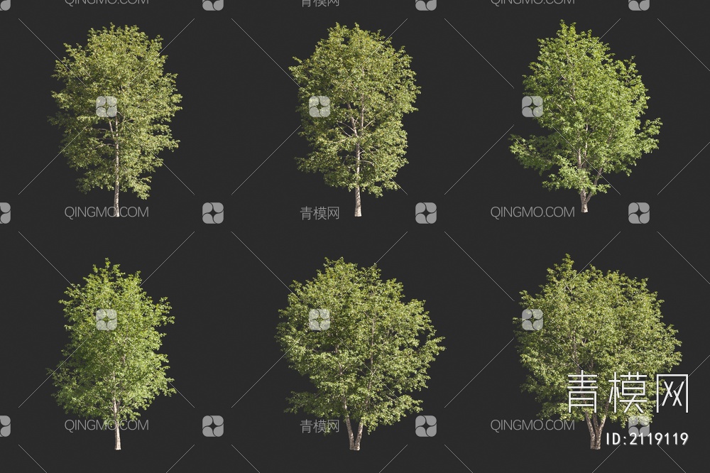 水桦 河桦树 行道树 景观树3D模型下载【ID:2119119】