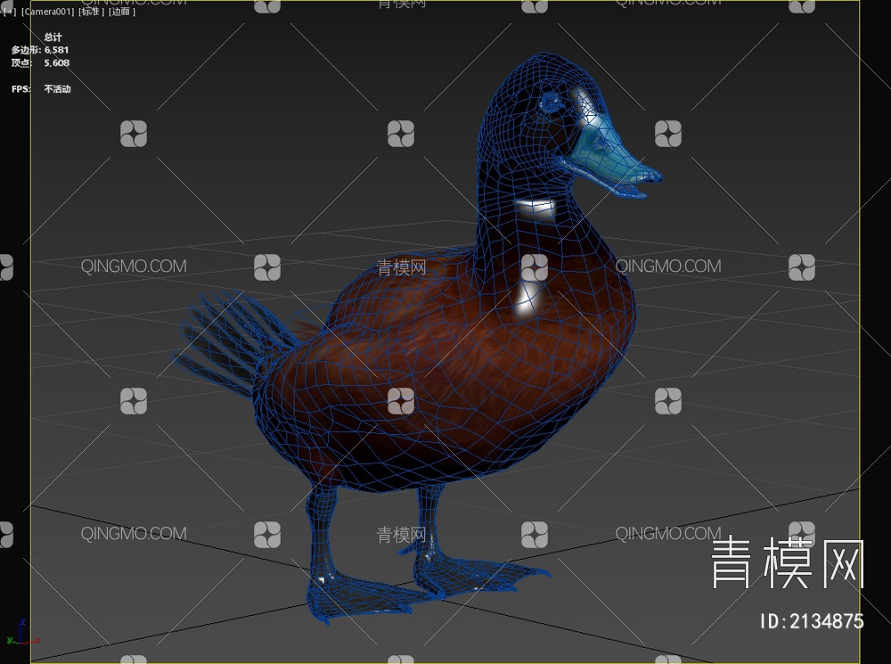澳洲硬尾鸭澳洲蓝嘴鸭小麝香鸭生物动物3D模型下载【ID:2134875】