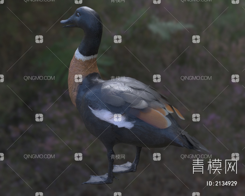 棕胸麻鸭澳大利亚麻鸭生物动物3D模型下载【ID:2134929】