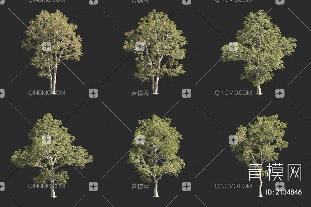苦栎 美洲土耳其栎树 景观树 灌木 小树3D模型下载【ID:2134846】