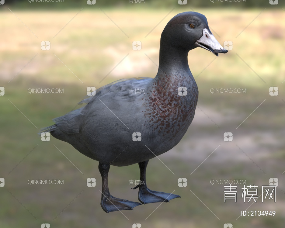 山蓝鸭山鸭蓝鸭生物动物3D模型下载【ID:2134949】