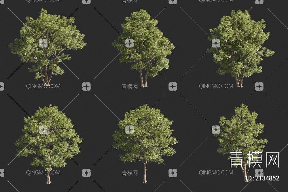 高加索枫杨  梣叶枫杨 景观树 大树3D模型下载【ID:2134852】