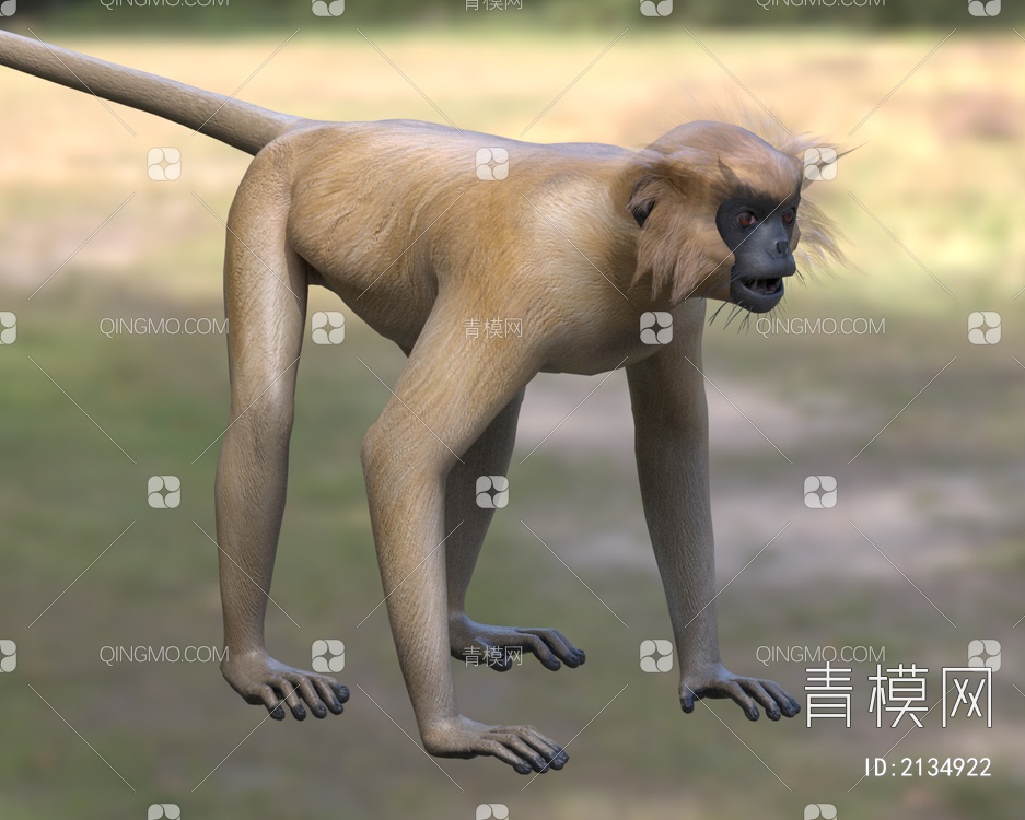 金色乌叶猴黄冠叶猴金叶猴金色长尾猴生物动物3D模型下载【ID:2134922】