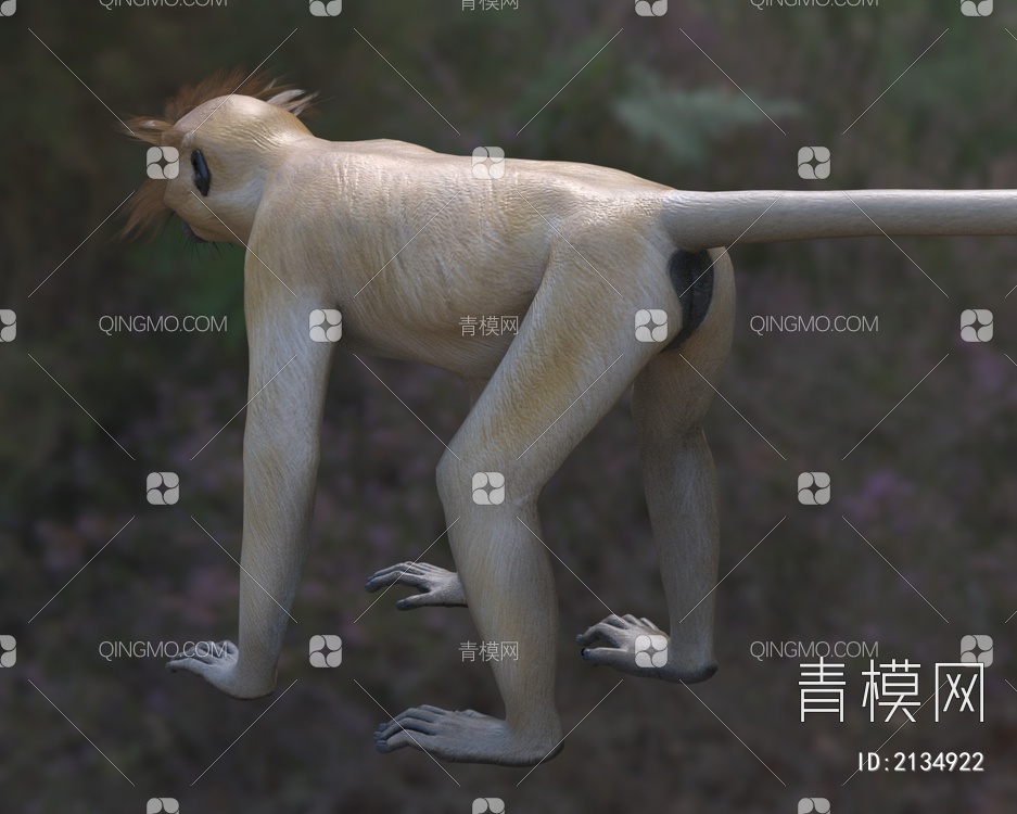 金色乌叶猴黄冠叶猴金叶猴金色长尾猴生物动物3D模型下载【ID:2134922】
