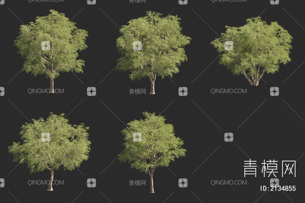 旱柳 龙爪柳 红皮柳 立柳 直柳树 景观树3D模型下载【ID:2134855】