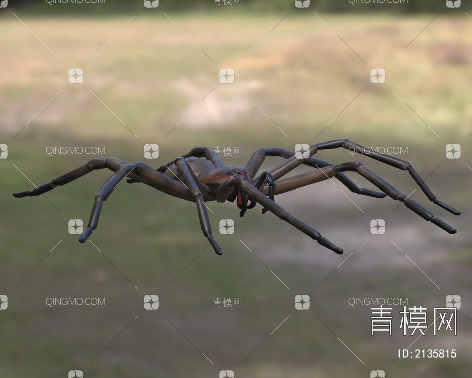 红牙流浪蜘蛛生物动物3D模型下载【ID:2135815】