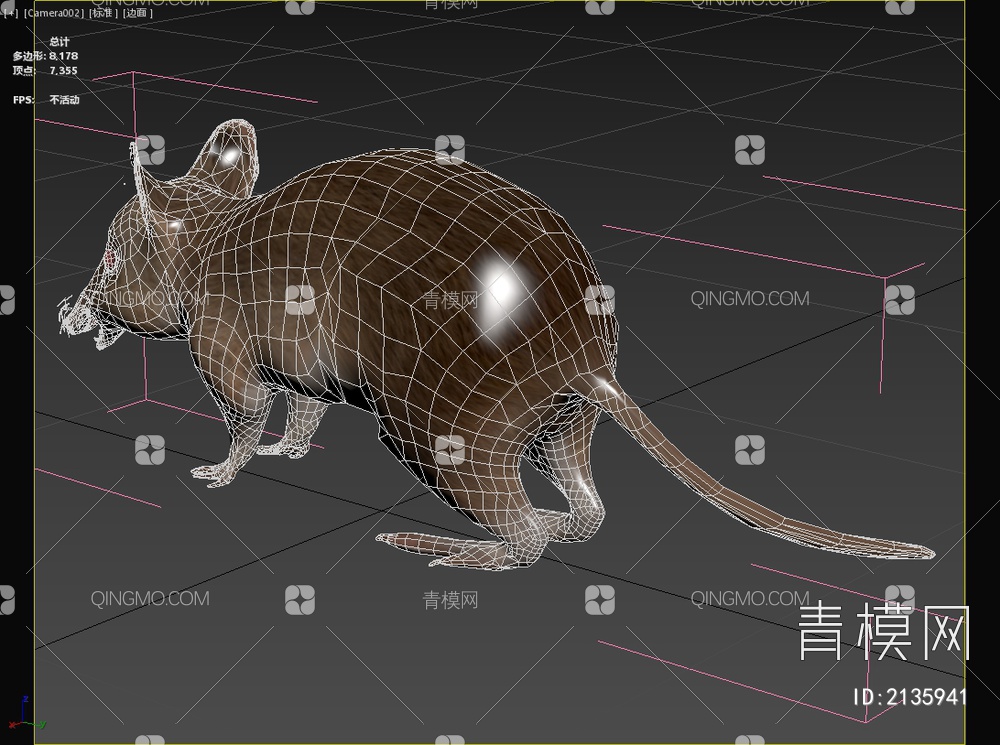 加氏袋狸塔岛袋狸东袋狸动物3D模型下载【ID:2135941】
