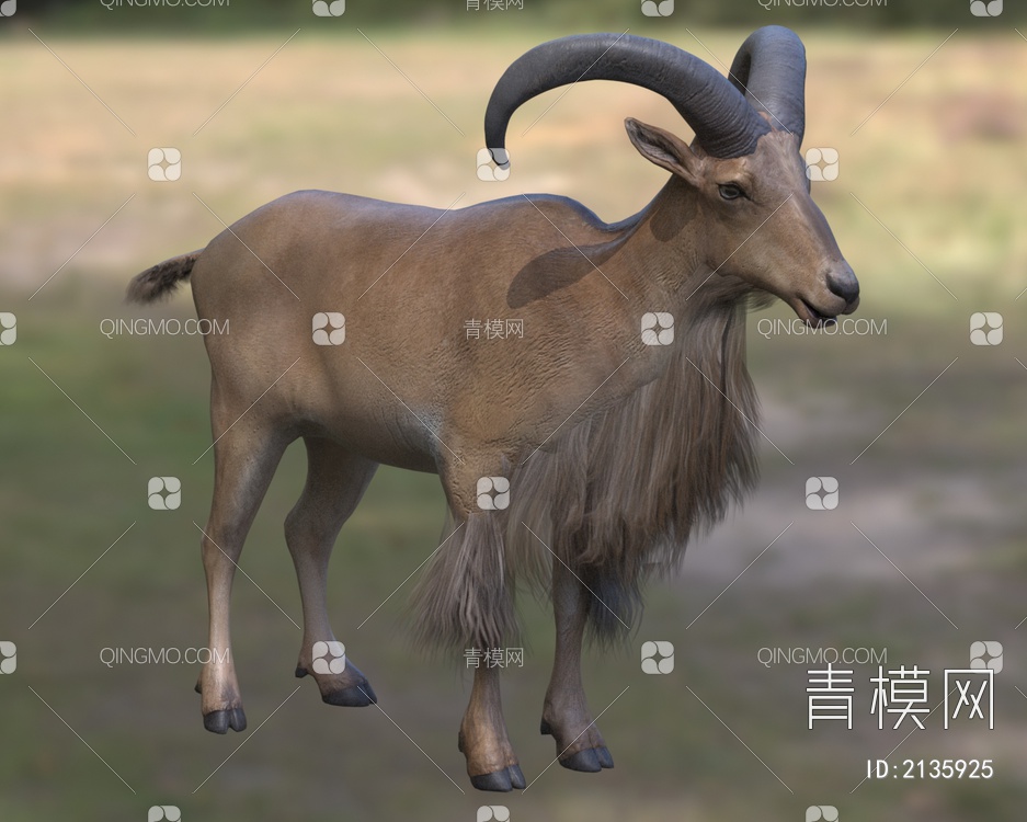 鬣羊蛮羊髯羊生物动物3D模型下载【ID:2135925】