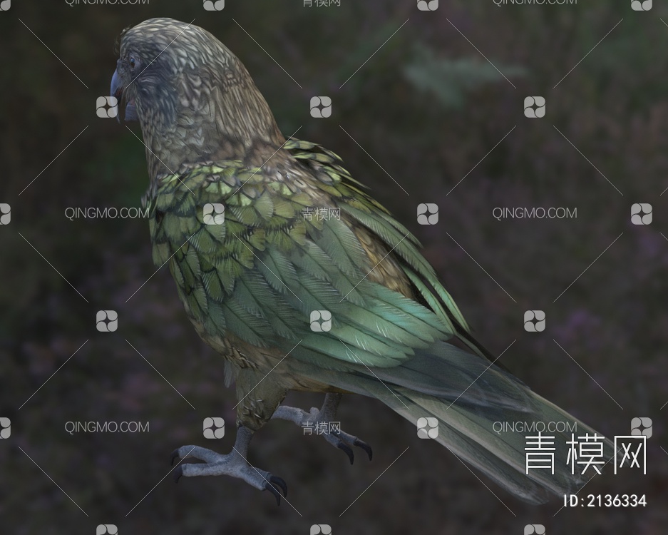 新西兰高山鹦鹉 食羊鹦鹉 鸟3D模型下载【ID:2136334】