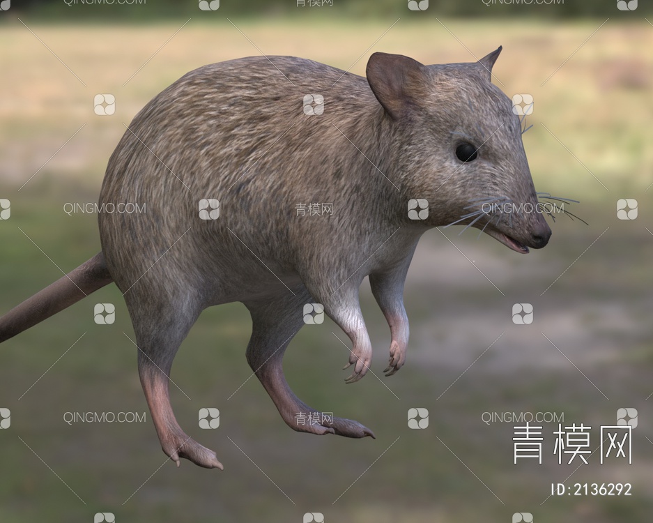 长鼻袋鼠 动物3D模型下载【ID:2136292】