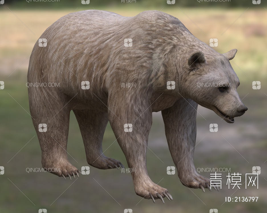 叙利亚棕熊3D模型下载【ID:2136797】
