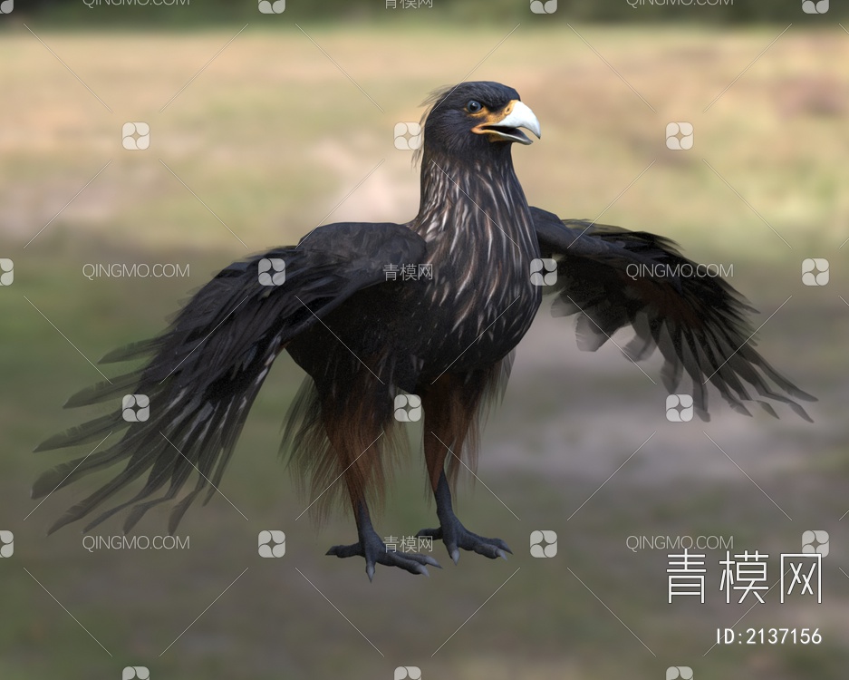 红腿巨隼 红腿卡拉鹰 动物3D模型下载【ID:2137156】