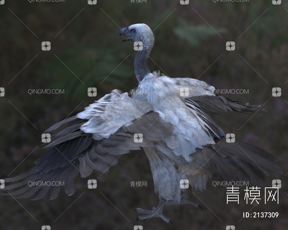 南非兀鹫鹰科兀鹫属鸟类动物3D模型下载【ID:2137309】