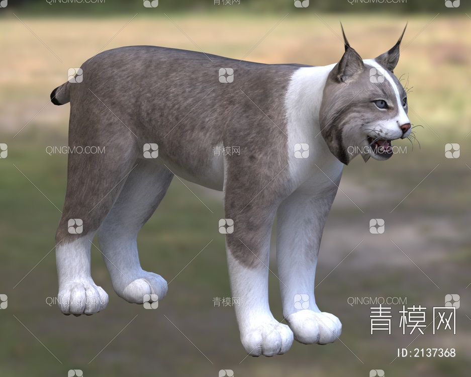 加拿大猞猁北美猞猁山猫大山猫动物3D模型下载【ID:2137368】