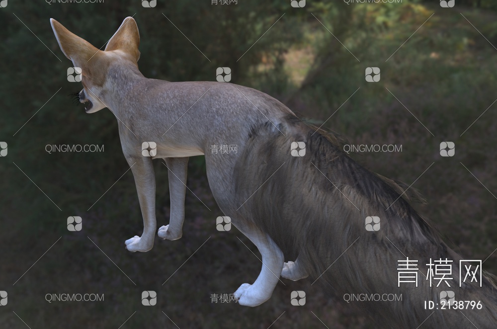 阿富汗狐食肉目犬科物种动物3D模型下载【ID:2138796】