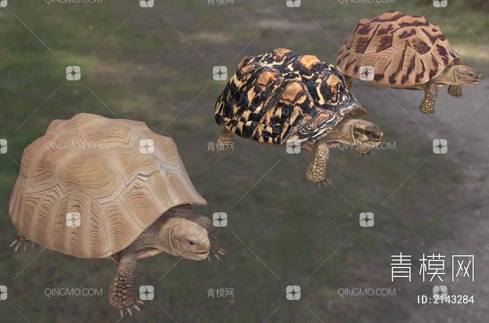 豹纹陆龟 豹龟 豹纹龟 动物3D模型下载【ID:2143284】
