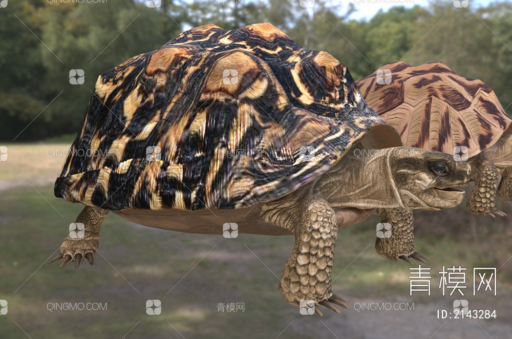 豹纹陆龟 豹龟 豹纹龟 动物3D模型下载【ID:2143284】