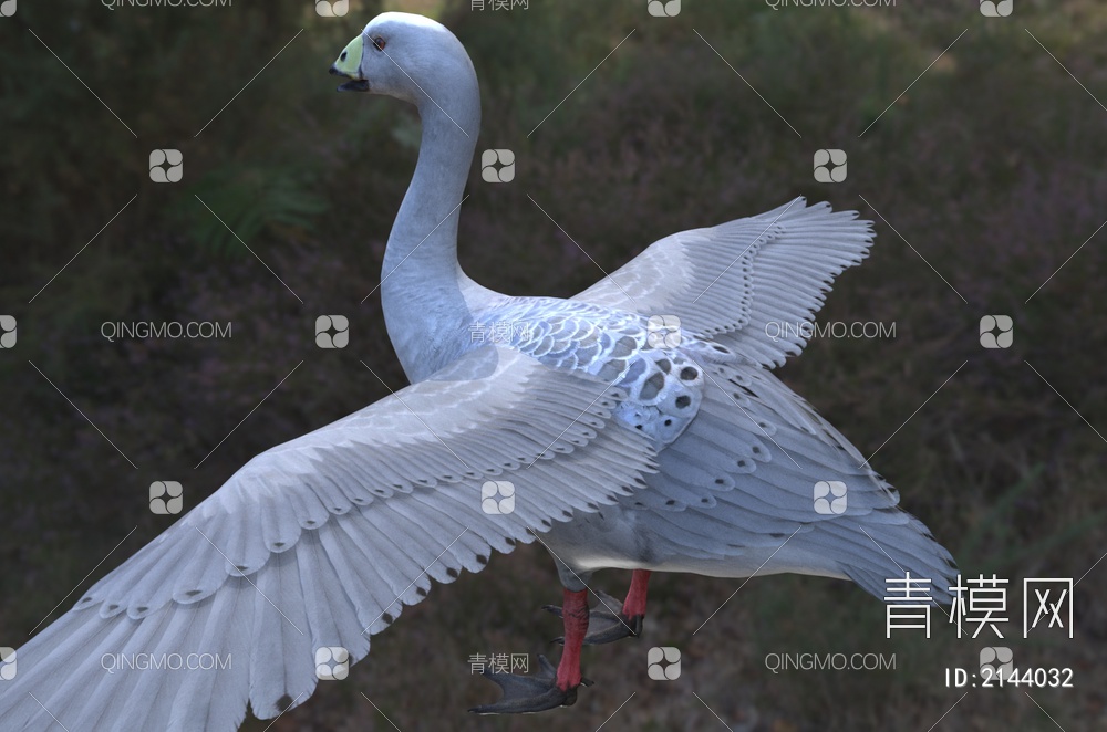 澳洲灰雁 蜡嘴雁 巴伦角岛鹅雁 鹅鸭禽动物3D模型下载【ID:2144032】