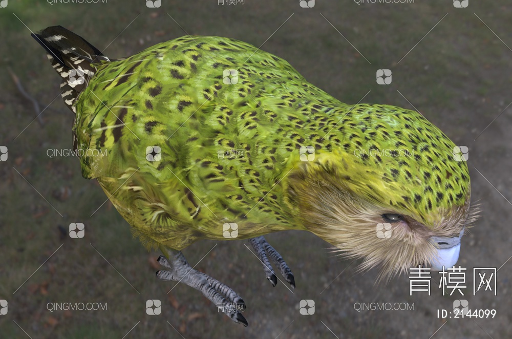 鸮鹦鹉 枭鹦 鸮面鹦鹉 猫面鹦鹉 鸟 动物3D模型下载【ID:2144099】