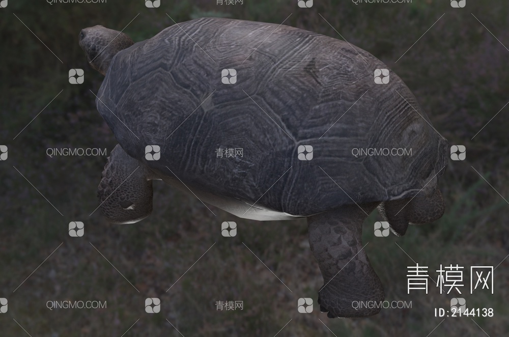哥法地鼠龟 佛州地鼠龟 地鼠穴龟 地鼠陆龟 穴居沙龟3D模型下载【ID:2144138】
