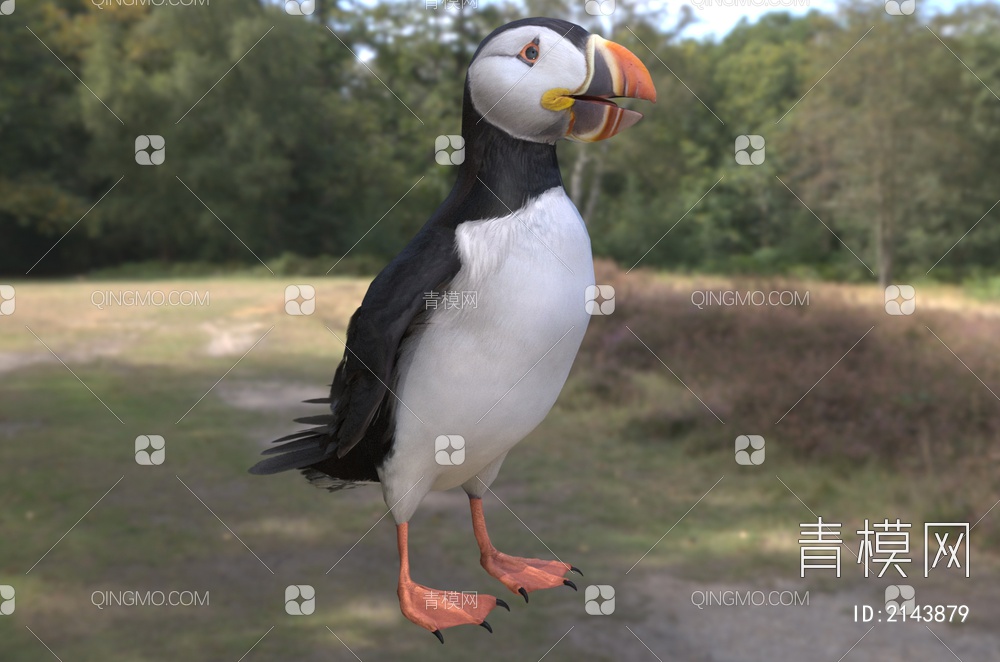 大西洋海雀鸟类动物3D模型下载【ID:2143879】