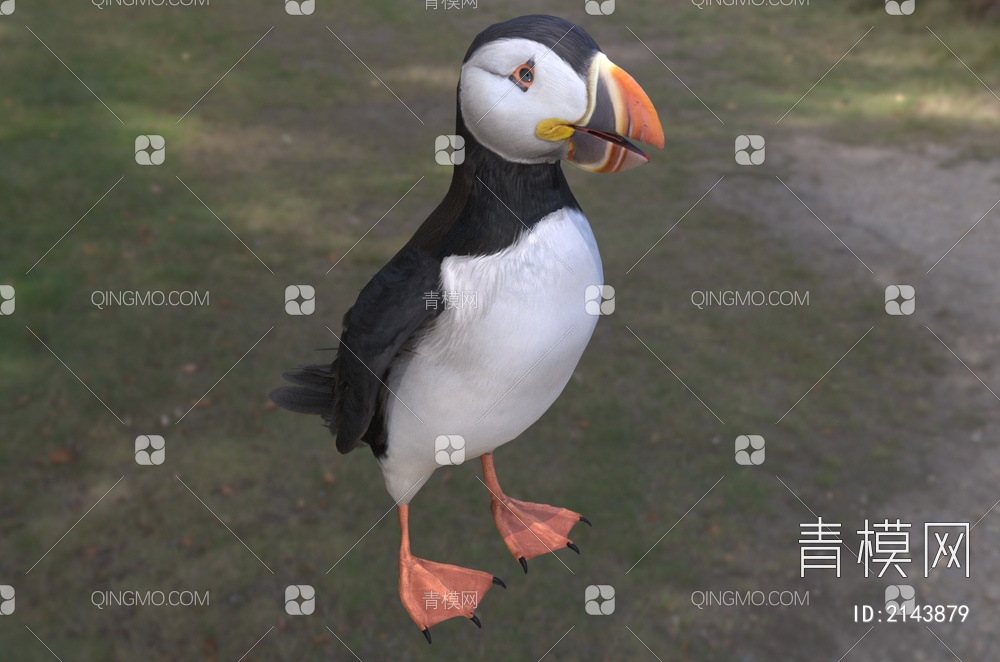 大西洋海雀鸟类动物3D模型下载【ID:2143879】