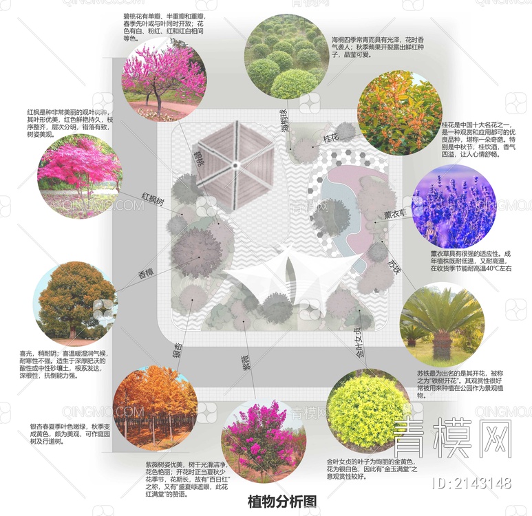 景观植物分析图psdpsd下载【ID:2143148】