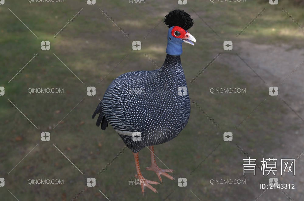 东非冠珠鸡 冠珠鸡 肯尼亚冠珠鸡 动物3D模型下载【ID:2143312】