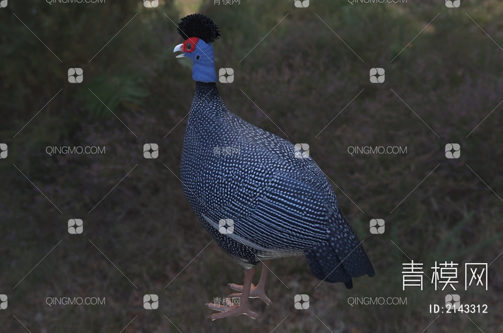 东非冠珠鸡 冠珠鸡 肯尼亚冠珠鸡 动物3D模型下载【ID:2143312】