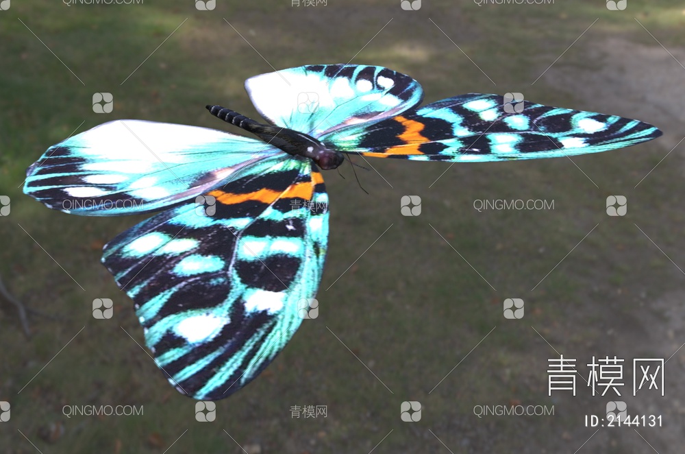 山龙眼萤斑蛾蝴蝶 生物昆虫3D模型下载【ID:2144131】