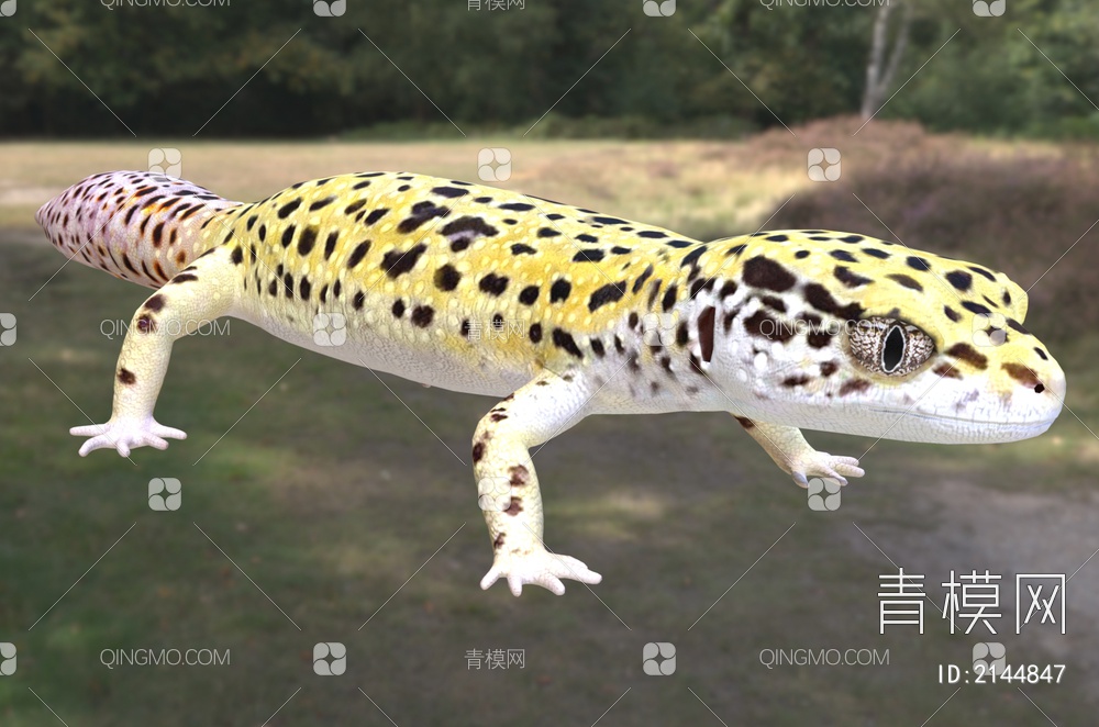 豹纹蜥 虎豹纹壁虎 动物3D模型下载【ID:2144847】