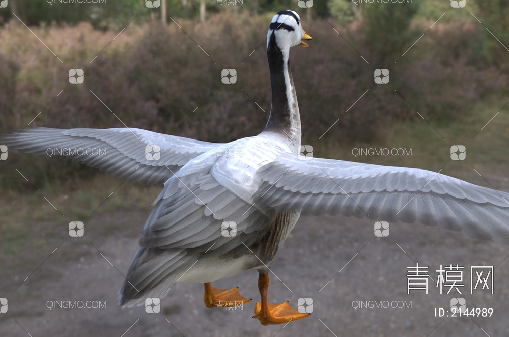 斑头雁 白头雁 黑纹头雁动物3D模型下载【ID:2144989】