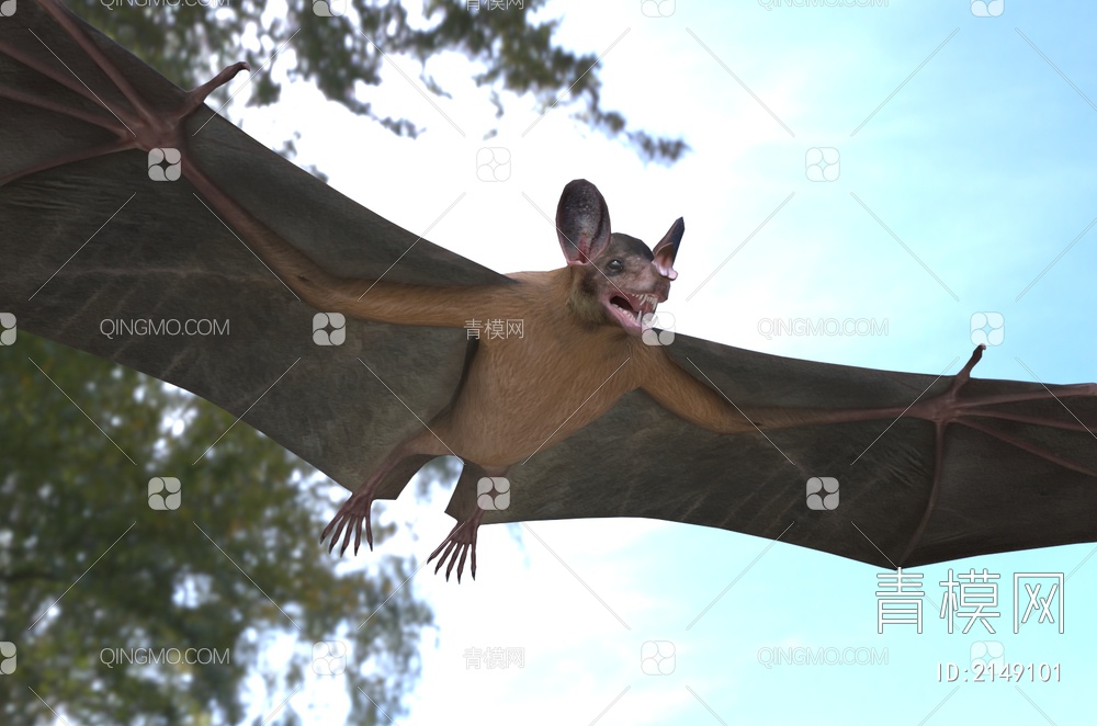 美洲假吸血蝠 蝙蝠 动物3D模型下载【ID:2149101】