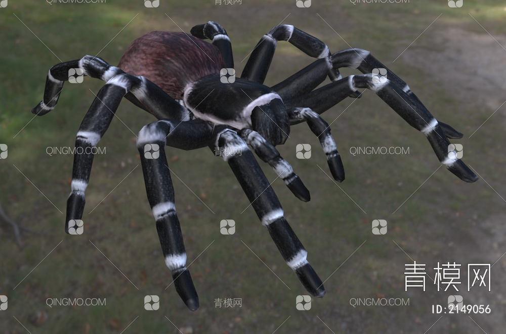 巴西白膝头蜘蛛 巴西白膝头蜘蛛 昆虫3D模型下载【ID:2149056】