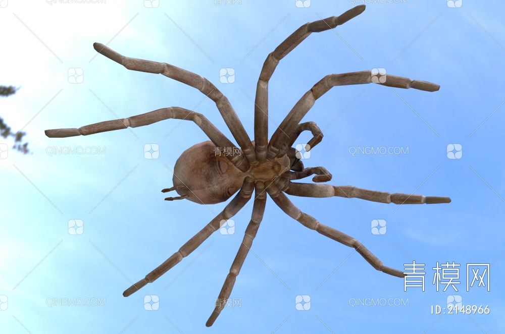 歌利亚吃鸟蜘蛛 昆虫 动物 生物3D模型下载【ID:2148966】