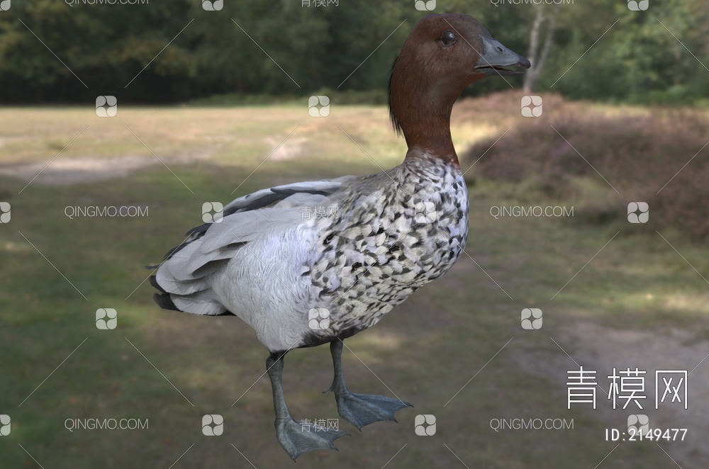 澳洲鬃林鸭 澳洲林鸭 澳大利亚林鸭 鬃鸭 动物3D模型下载【ID:2149477】