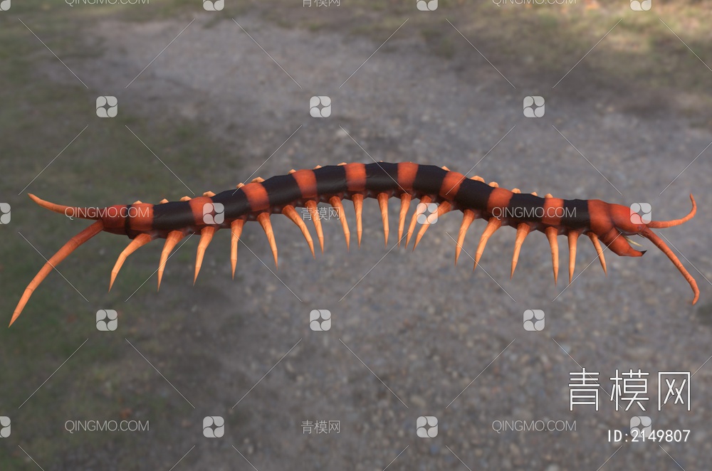 印度巨型老虎蜈蚣 昆虫 生物 动物3D模型下载【ID:2149807】
