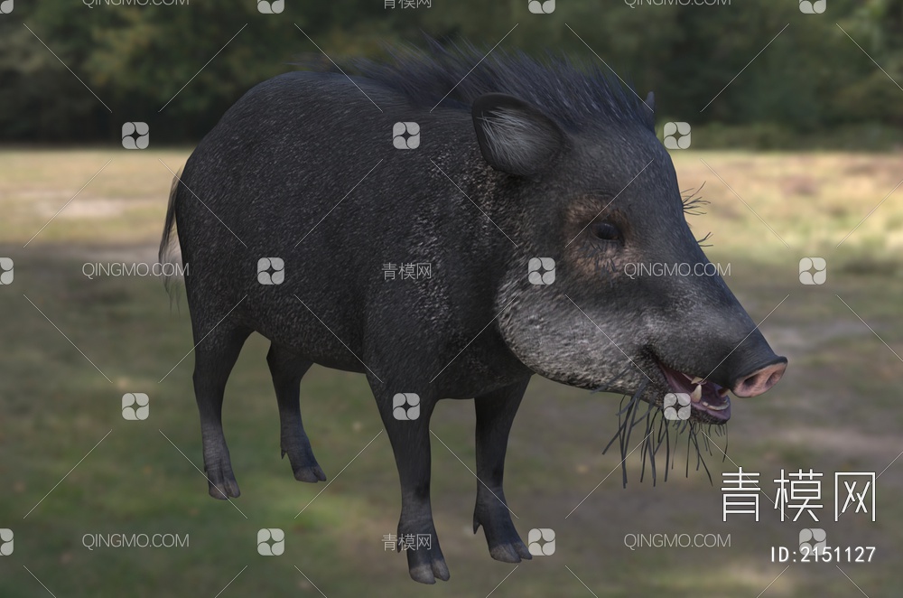 白唇西猯野猪 野生 动物 生物3D模型下载【ID:2151127】